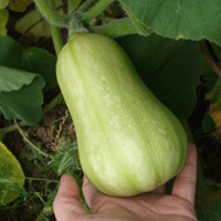 How to sow, grow, harvest butternut squash