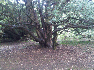 4 miles: wonderful ancient yew forest - minor diversion to investigate :-)