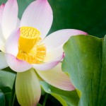 lotus-590 lotus-590