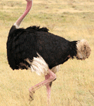 Are you doing an ostrich impression? Are you doing an ostrich impression?