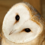 Barn Owl Wisdom Barn Owl Wisdom