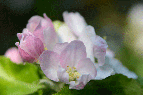 Does apple blossom bother about feeling anger and resentment?
