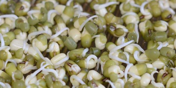 How could bean sprouts spread E. Coli?