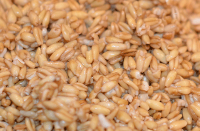 Sprouted oat groats