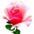 clare-josa-rose