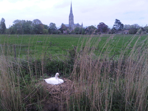 11 miles: and a swan nests in front of the cathedral