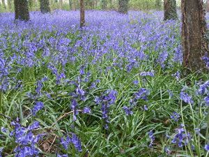 2 miles - beautiful bluebells