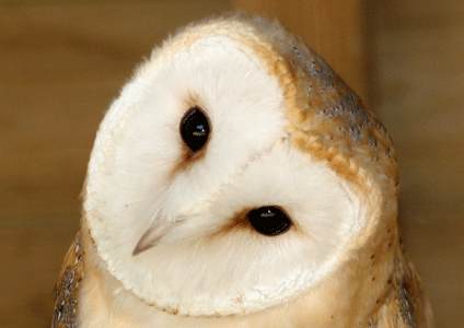 Barn Owl Wisdom