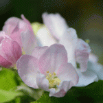 Does apple blossom bother about feeling anger and resentment?