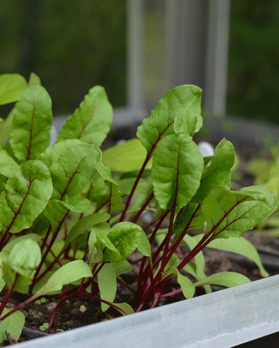 Beetroot leaves can be eaten raw when young