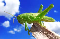 Is it time to tame your 'grasshopper mind'?