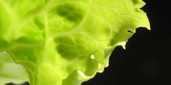 What's really on your lettuce?